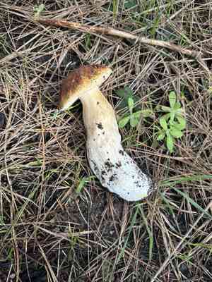 King bolete(Boletus edulis)