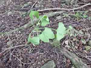 Ginkgo (Ginkgo)(Ginkgo)