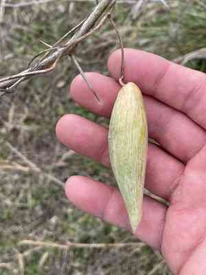 Talayote(Cynanchum racemosum)