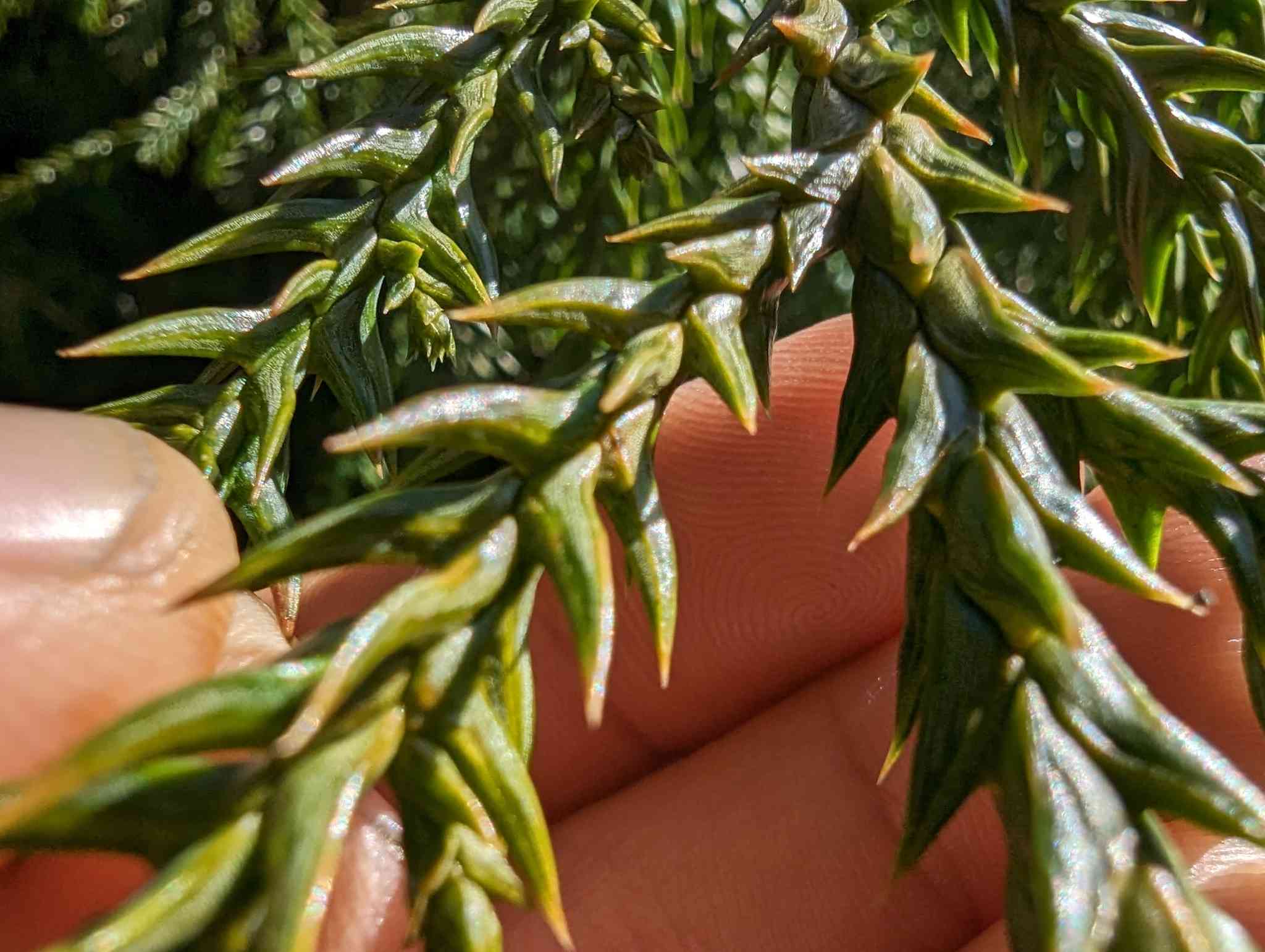 Chinese coffintree(Taiwania cryptomerioides)