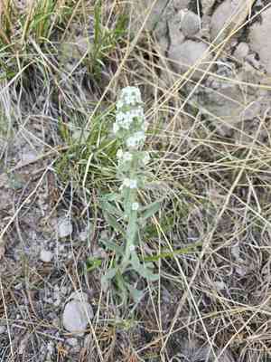 Northern cryptantha(Oreocarya celosioides)