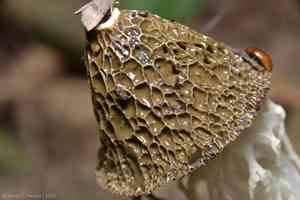 Bridal veil stinkhorn(Phallus indusiatus)