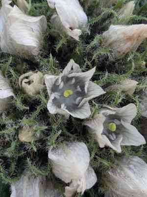 Mandrakes (Mandragora)(Mandragora)
