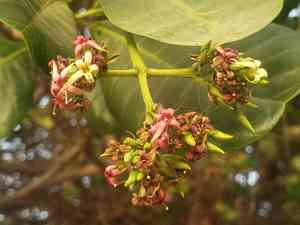 Cashews (Anacardium)(Anacardium)