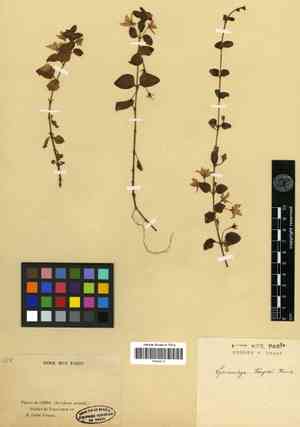 Garden loosestrife(Lysimachia christiniae)