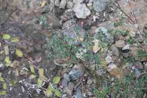 Rosemary-mint (Poliomintha)(Poliomintha)