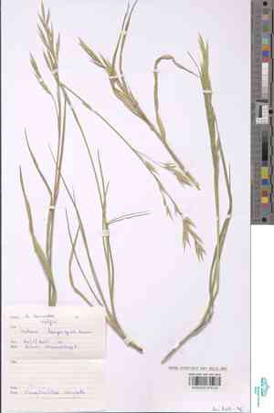 Brome of the ardennes(Bromus bromoideus)