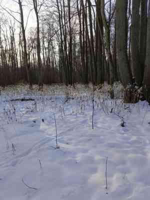 Honesties (Lunaria)(Lunaria)