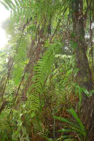 Kimberley queen fern(Nephrolepis obliterata)