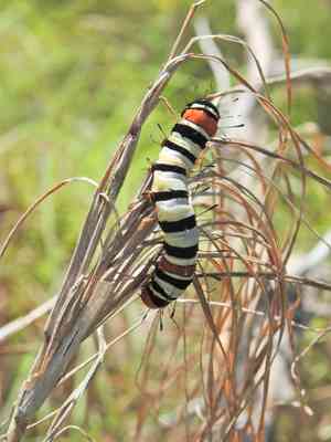 Agarista (Agarista)(Agarista)