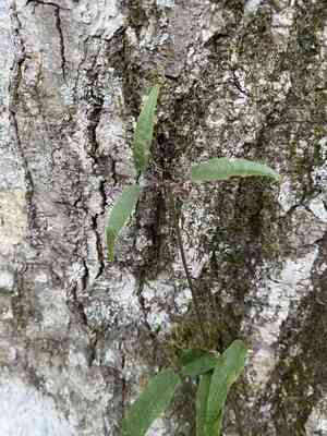 Bignonia (Bignonia)(Bignonia)