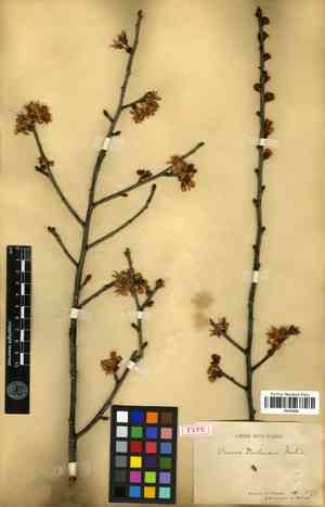 Yunnan cherry(Prunus yunnanensis)