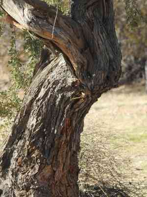 Ironwood (Olneya)(Olneya)