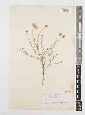 Aster mongolicus(Aster mongolicus)