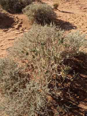 Sand paper bush (Mortonia)(Mortonia)
