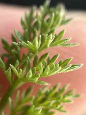 Turpentine wavewing(Pteryxia terebinthina)