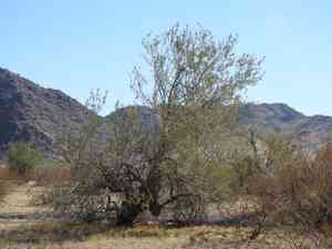 Ironwood (Olneya)(Olneya)