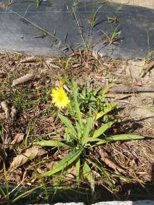 Ixeris (Ixeris)(Ixeris)