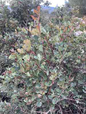 Ceratonia (Ceratonia)(Ceratonia)