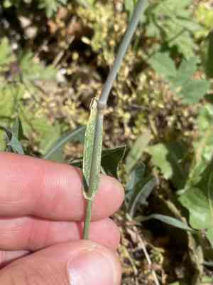 Mosquitograss (Dasypyrum)(Dasypyrum)