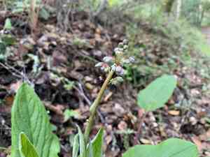 Great Hound's Tongue(Adelinia grande)