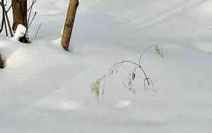 Honesties (Lunaria)(Lunaria)