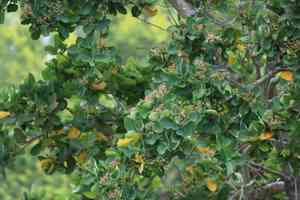 Lillipillies(Syzygium hainanense)