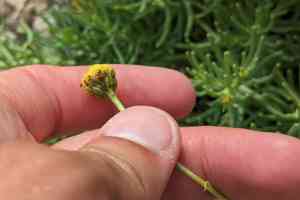 Varilla (Varilla)(Varilla)