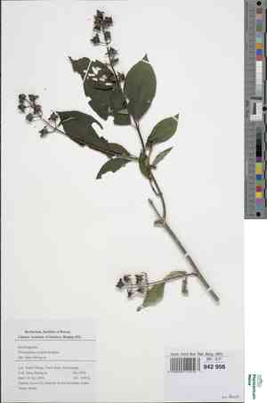 Hairy mock orange(Philadelphus incanus)