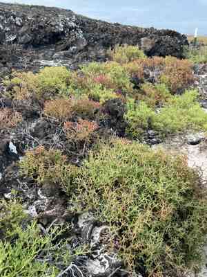 Turtleweed (Batis)(Batis)