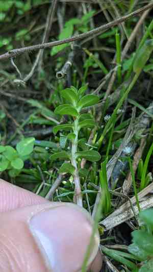 Indian toothcup(Rotala indica)