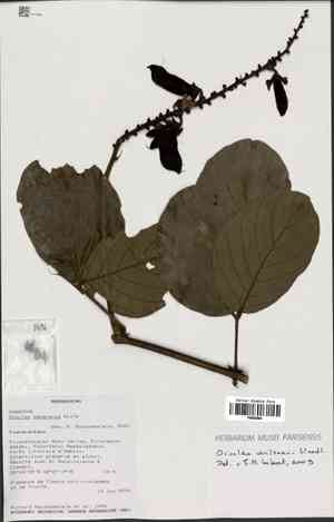 Wilson's clusterpea(Dioclea wilsonii)