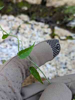 Midnightblue clustervine(Jacquemontia agrestis)