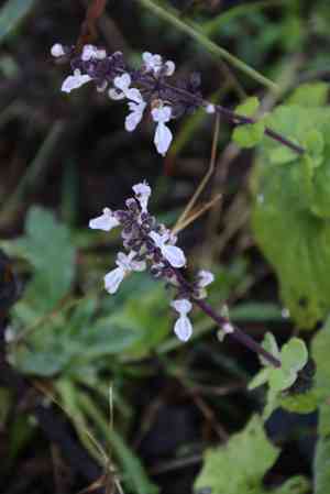 False Boldo, Plectranthus hadiensis(Coleus hadiensis)