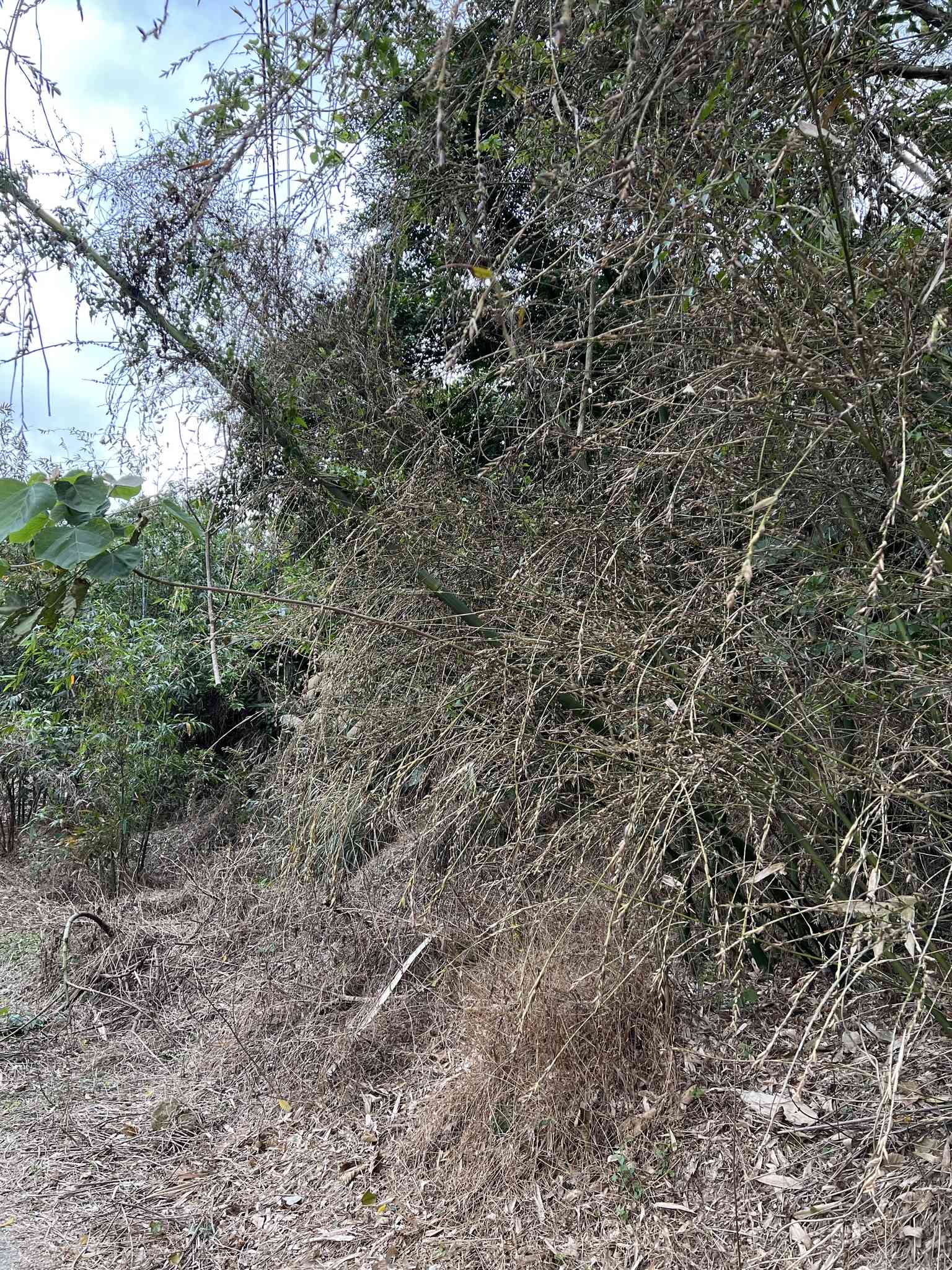 Giant timber bamboo(Bambusa oldhamii)