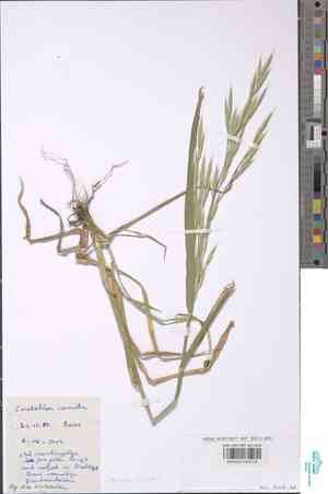 Brome of the ardennes(Bromus bromoideus)
