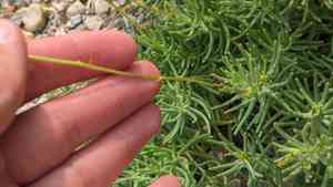 Varilla (Varilla)(Varilla)