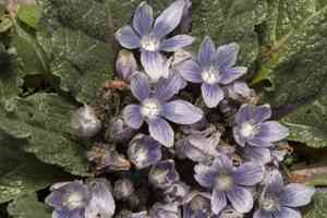 Mandrakes (Mandragora)(Mandragora)