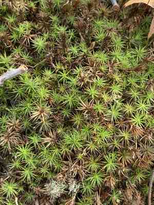 Ohio haircap moss(Polytrichastrum ohioense)