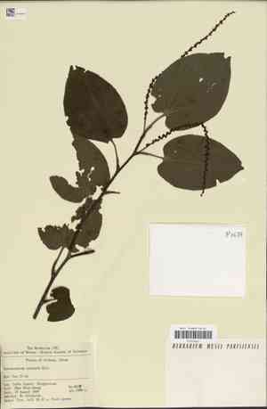 Spur leaf(Tetracentron sinense)