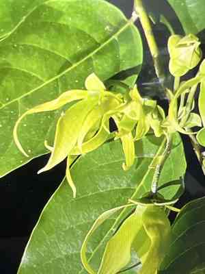 Cananga (Cananga)(Cananga)