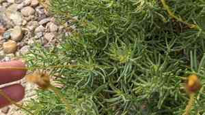 Varilla (Varilla)(Varilla)