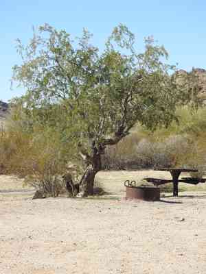Ironwood (Olneya)(Olneya)