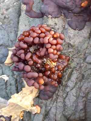 Red algae (Rhodophyta)(Rhodophyta)