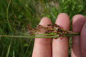 Saltmeadow rush(Juncus gerardii)