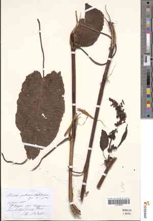 Sorrel(Rumex pratensis)