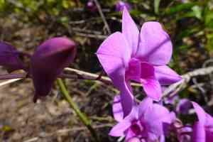 Cooktown orchid(Dendrobium bigibbum)