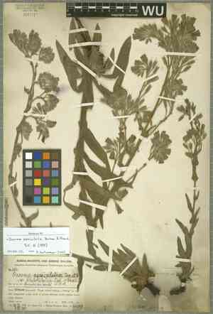 Redroot gromwell(Onosma paniculatum)