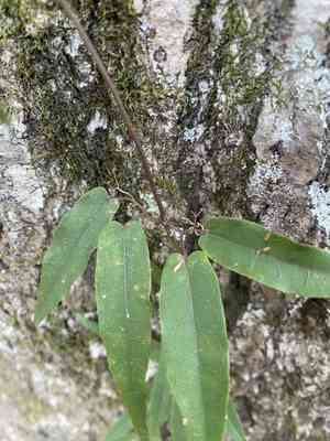 Bignonia (Bignonia)(Bignonia)