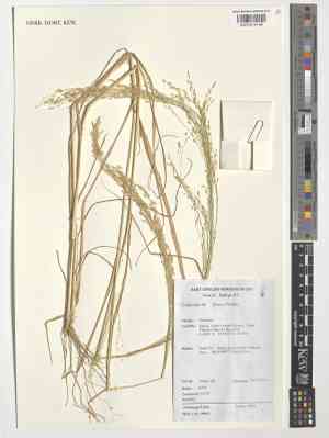 Teff(Eragrostis tef)